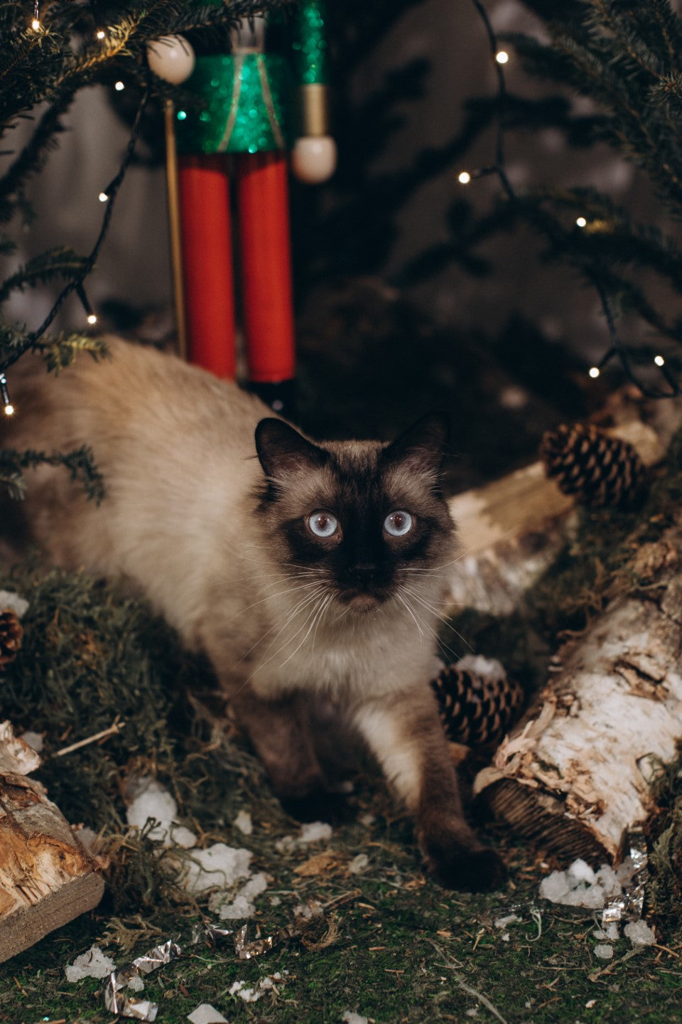 Nutcracker Christmas